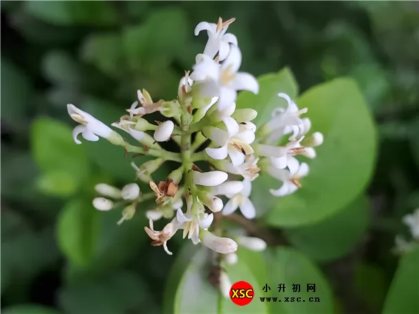 廣州市花都區(qū)崇文學(xué)校